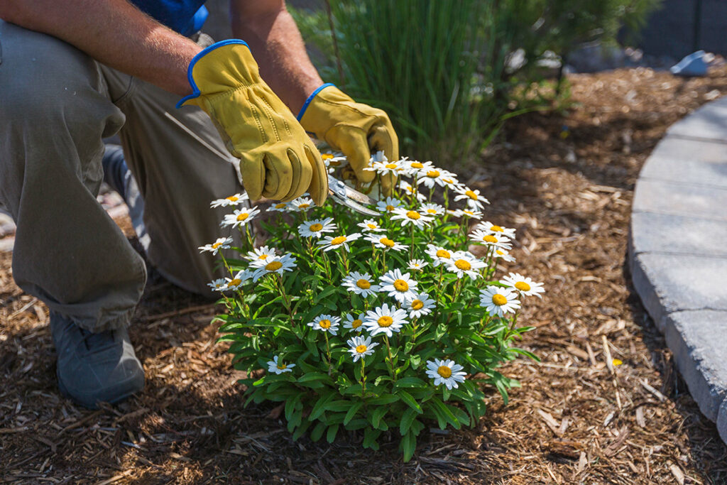 Cutting Back Flowers