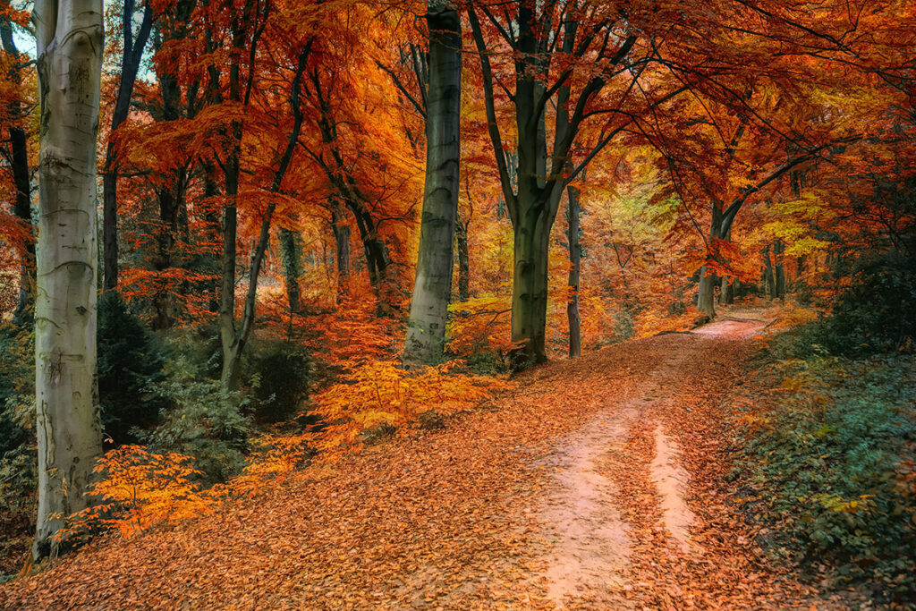 Maple Trees in Fall