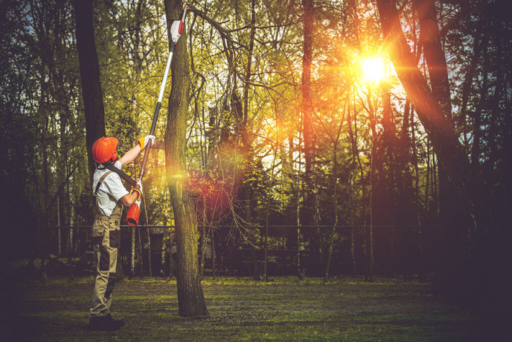 Tree Trimming and Pruning